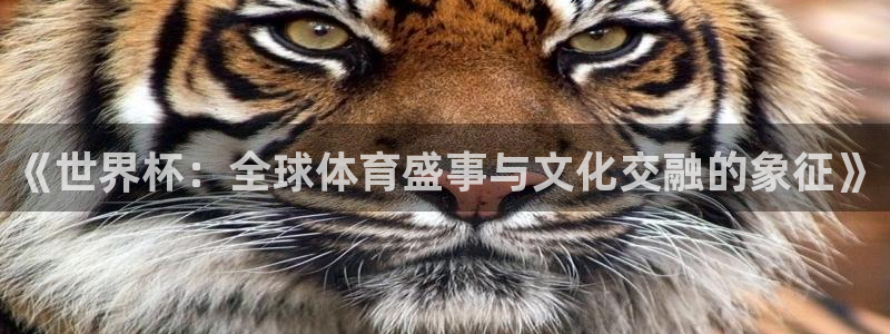 世界杯欧洲预选赛：《世界杯：全球体育盛事与文化交融的象征》