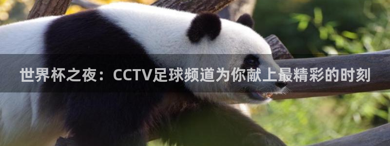 世界杯2026预选赛：世界杯之夜：CCTV足球频道为你献上最精彩的时刻